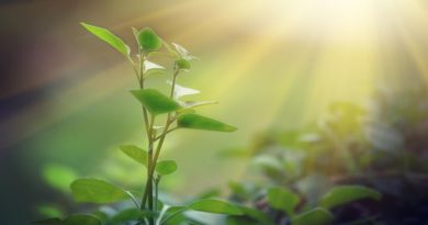 Así es como las plantas saben de dónde proviene la luz