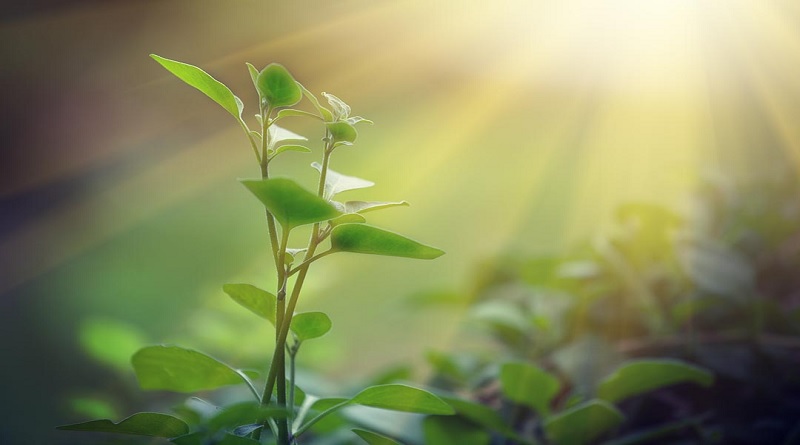 Así es como las plantas saben de dónde proviene la luz