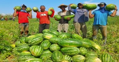 Guárico ocupa el segundo lugar de producción de patilla en Venezuela