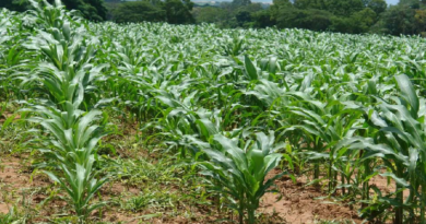 Productores de Yare reciben Cartas Agrarias