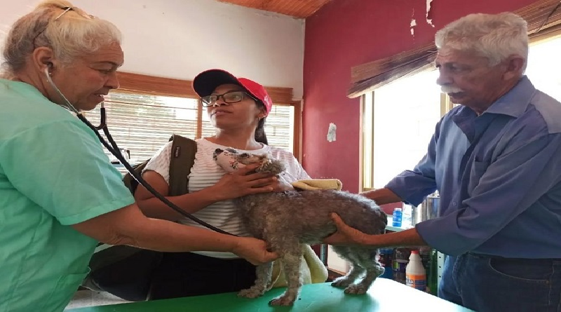 Efectúan atención integral veterinaria a animales comunitarios de Aragua