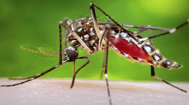 Aprueban primera vacuna para prevenir la enfermedad causada por el chikungunya
