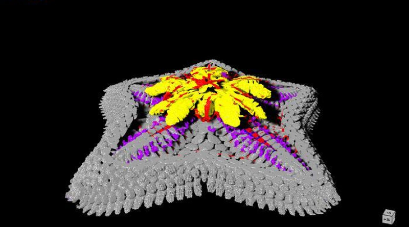 Científicos revelan si las estrellas marinas tienen cabeza o no