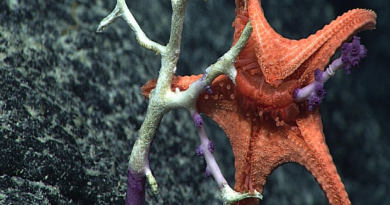 Científicos revelan si las estrellas marinas tienen cabeza o no