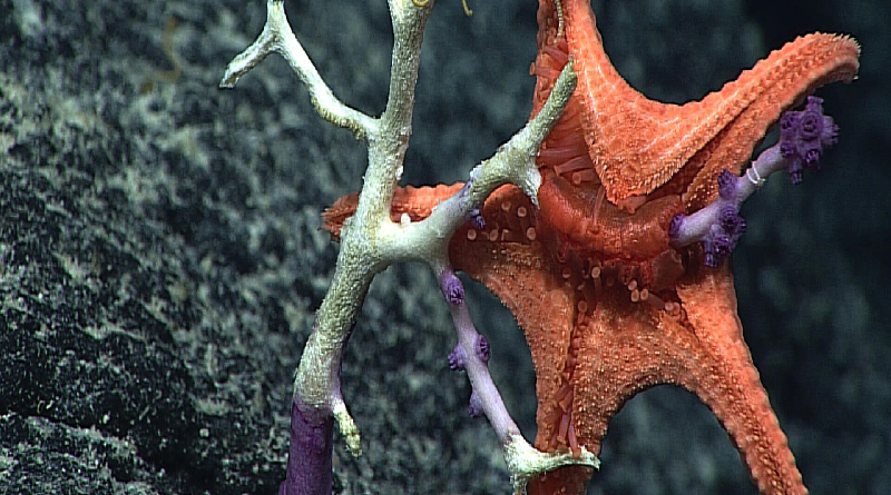 Científicos revelan si las estrellas marinas tienen cabeza o no