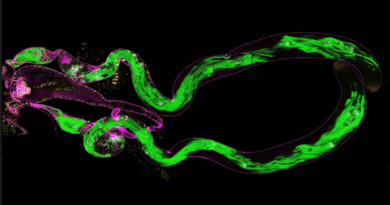 Biología animal reutiliza genes para crear nuevas funciones evolutivas