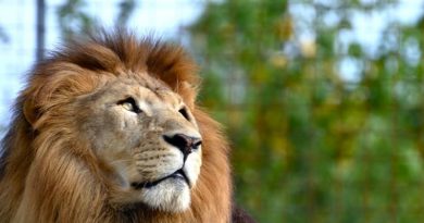 León se escapa de un circo en Italia