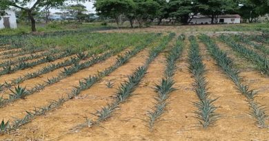 Impulsan economía larense con siembra de piña y sisal