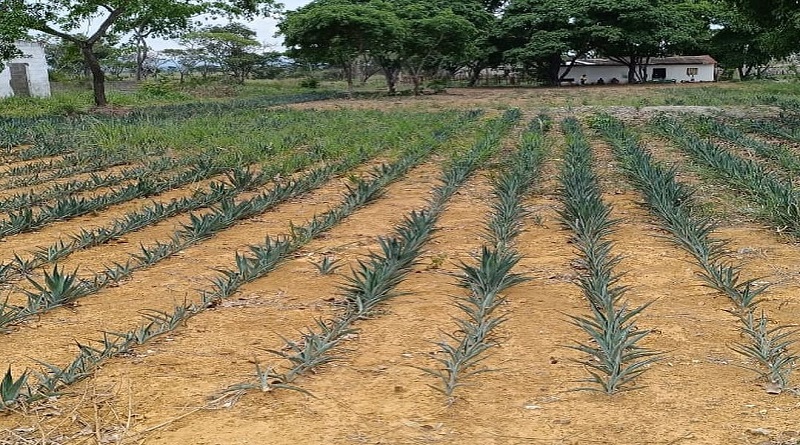 Impulsan economía larense con siembra de piña y sisal