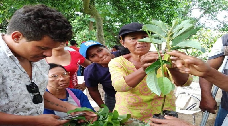Ejecutan nuevas técnicas de desarrollo agrourbano en Miranda
