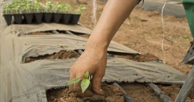Productores de Acevedo tramitan títulos de tierra