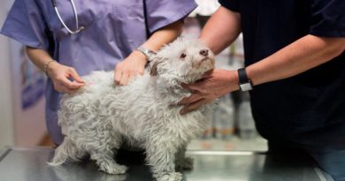 Científicos crean perros autistas para avanzar en el estudio del trastorno