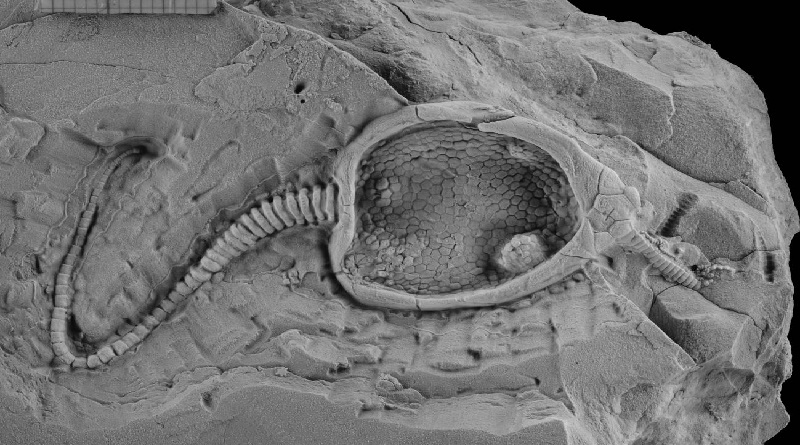 Crean robot que reproduce el movimiento de animal extinto hace 400 millones de años