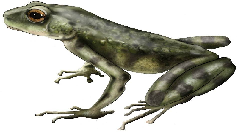 Hallan especie de sapo en Kenia que revela evolución oculta de anfibios africanos
