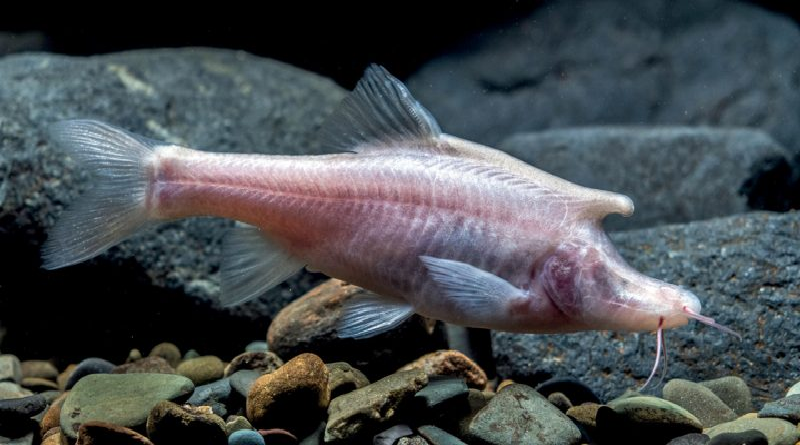 Los unicornios existen y son peces que viven en cuevas de China