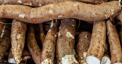 Conozca los beneficios de comer yuca