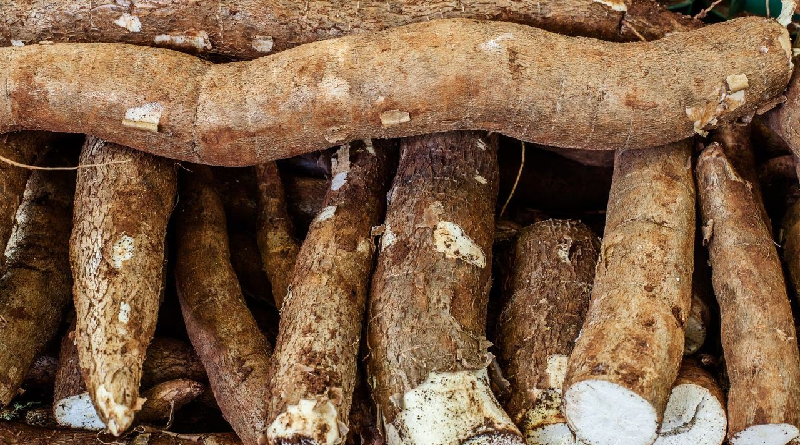 Conozca los beneficios de comer yuca