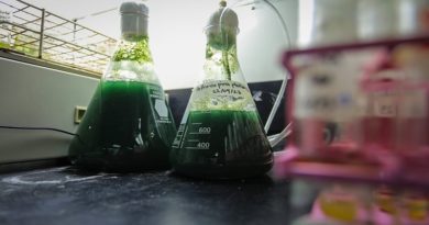Producción de microalgas por científicos venezolanos beneficiará al país