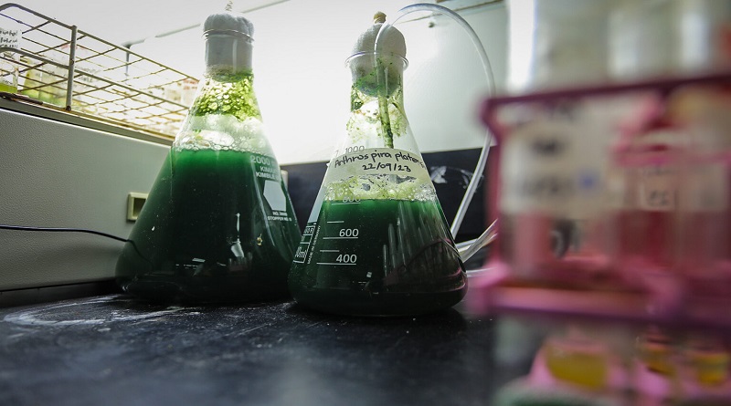 Producción de microalgas por científicos venezolanos beneficiará al país