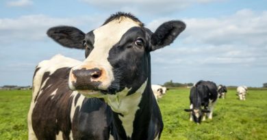 Estudian uso del pelo de vaca para desarrollar baterías de litio-azufre