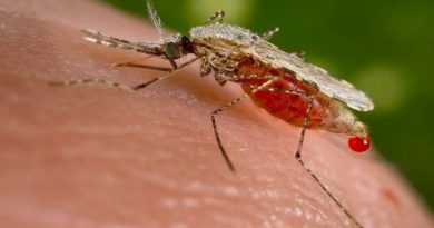OMS: Cambio climático podría aumentar tasas mundiales de malaria