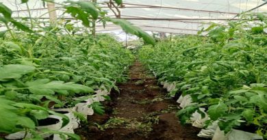 Agrourbanos favorecen a familias con mil 200 plantas de tomates en Yaracuy