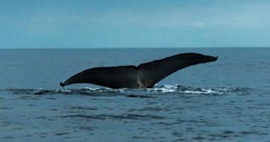 Logran por primera vez establecer una conversación entre humanos y ballenas