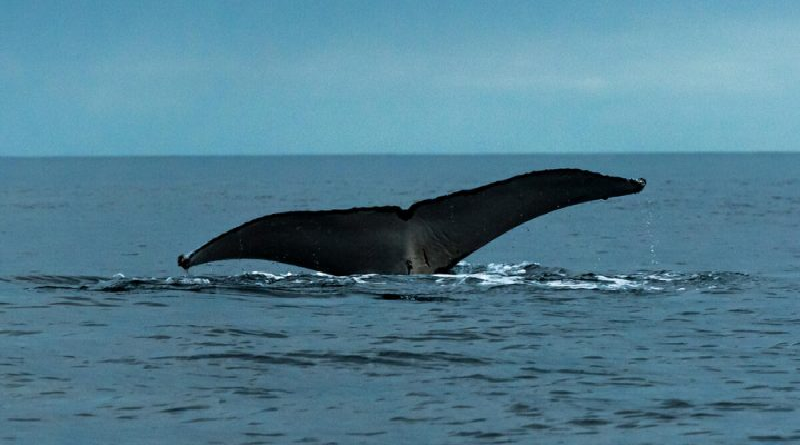 Logran por primera vez establecer una conversación entre humanos y ballenas