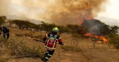 Incendio en Chile deja 800 hectáreas devoradas