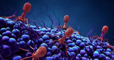 Hallan un nuevo mecanismo de control del ciclo vital de los fagos