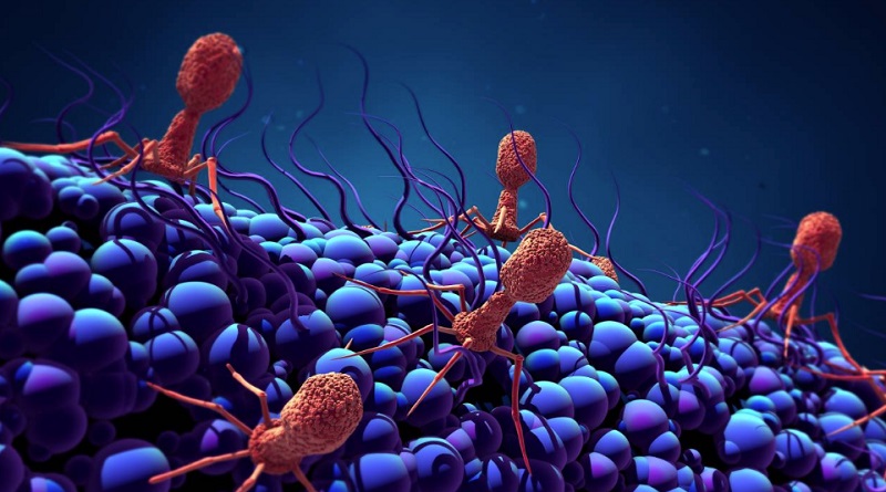 Hallan un nuevo mecanismo de control del ciclo vital de los fagos
