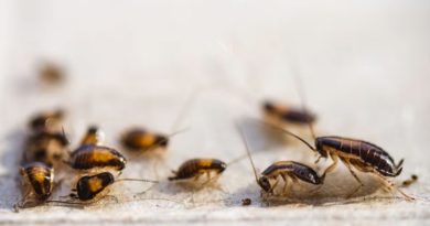 Ingredientes caseros para ahuyentar a los insectos del hogar