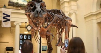 ¿Qué es la extinción masiva y por qué científicos piensan que estamos en una?