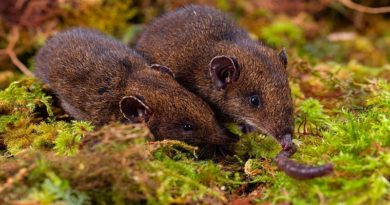 Descubren nuevas especies de la familia de los erizos en sudeste asiático