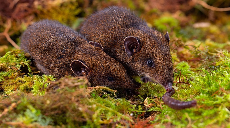 Descubren nuevas especies de la familia de los erizos en sudeste asiático