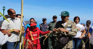 Palmeros de Chacao arriban al IV aniversario como Patrimonio Cultural de la Unesco
