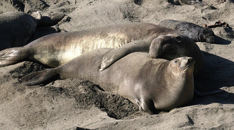 Científicos denuncian deceso de elefantes marinos por gripe aviar en la Antártida