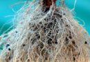 Investigación expone bondades de hongos micorrízicos para mejorar cultivos