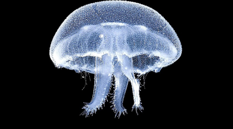 Especialistas estudian cómo las medusas regeneran sus tentáculos