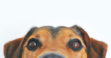 Esto es lo que debes saber los perros con ojos oscuros