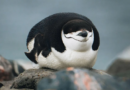Conozca el pingüino que sobrevive con microsueños de cuatro segundos