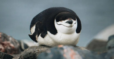 Conozca el pingüino que sobrevive con microsueños de cuatro segundos