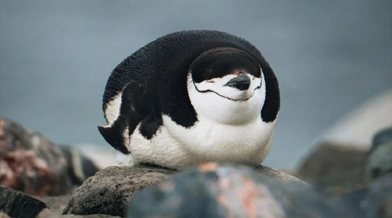 Conozca el pingüino que sobrevive con microsueños de cuatro segundos
