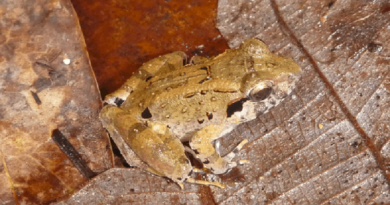 Descubren a la “rana con colmillos” más pequeña del mundo