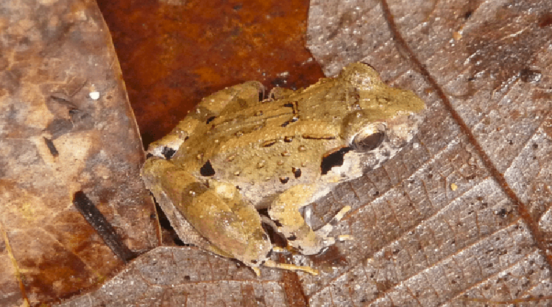 Descubren a la “rana con colmillos” más pequeña del mundo