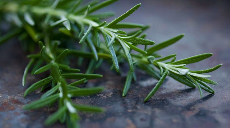 Esta es la hierba medicinal que ayuda a prevenir el alzhéimer