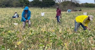 Guárico ocupa el segundo lugar de producción de leguminosas en el país