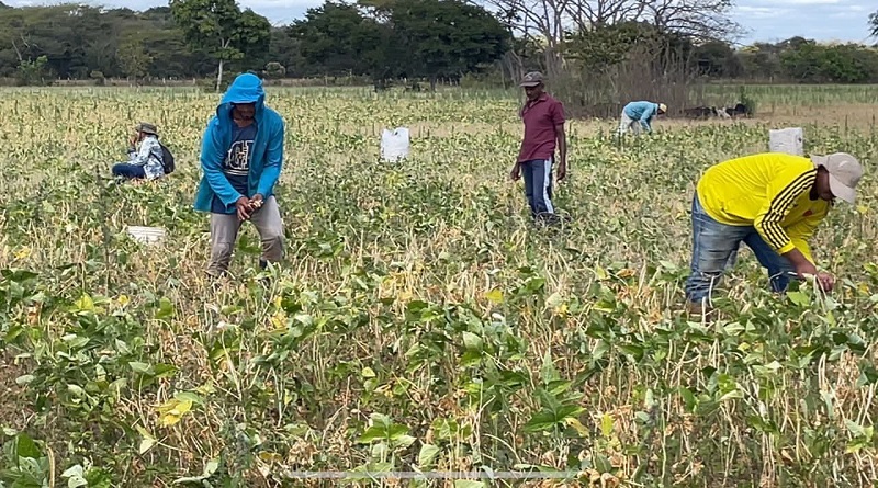 Guárico ocupa el segundo lugar de producción de leguminosas en el país