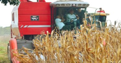 Guárico consolida la producción de cereales y leguminosas en ciclo invierno