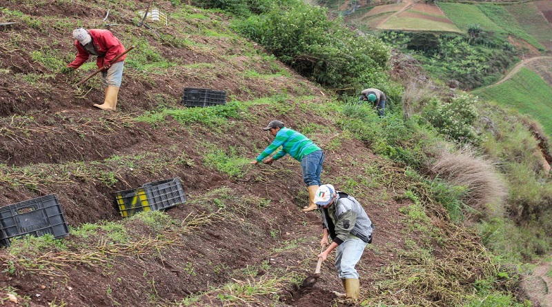 Cultivan 76 mil hectáreas de diversos rubros alimenticios durante 2023
